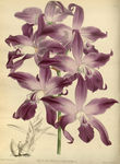 花草素描