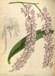 花草素描