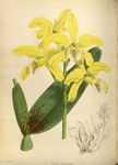 花草素描
