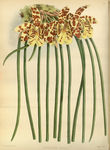 花草素描