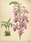 花草素描