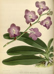 花草素描