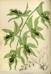 绿色花草素描