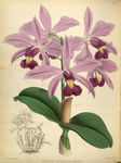 花草素描