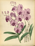 花草素描
