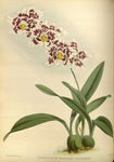 花草素描