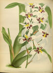 花草素描