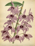 花草素描