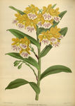 花草素描