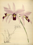 花草素描