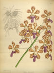 花草素描