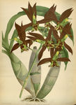花草素描