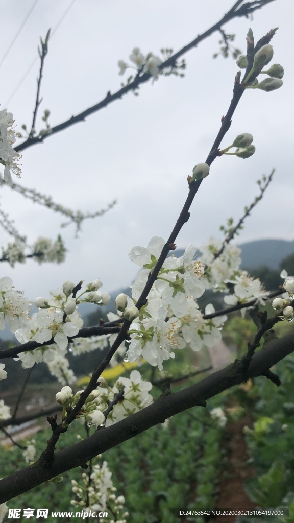 梨花