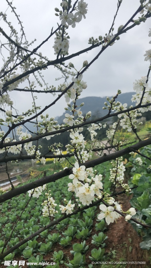 梨花