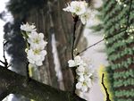 梨花