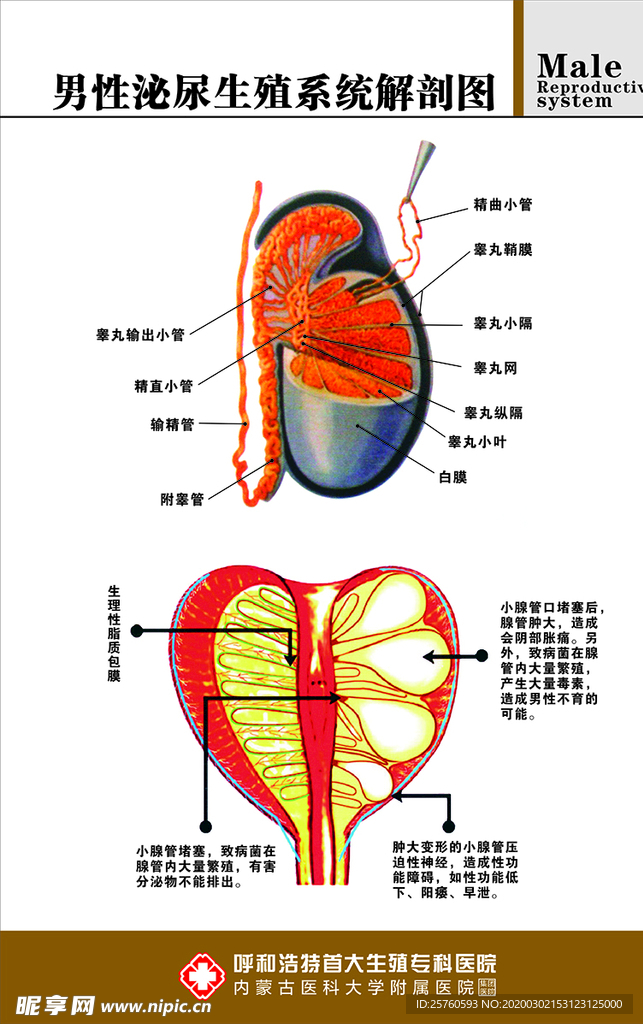 男性泌尿生殖系统解剖图