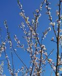山桃花 桃花 春天 花卉 春暖