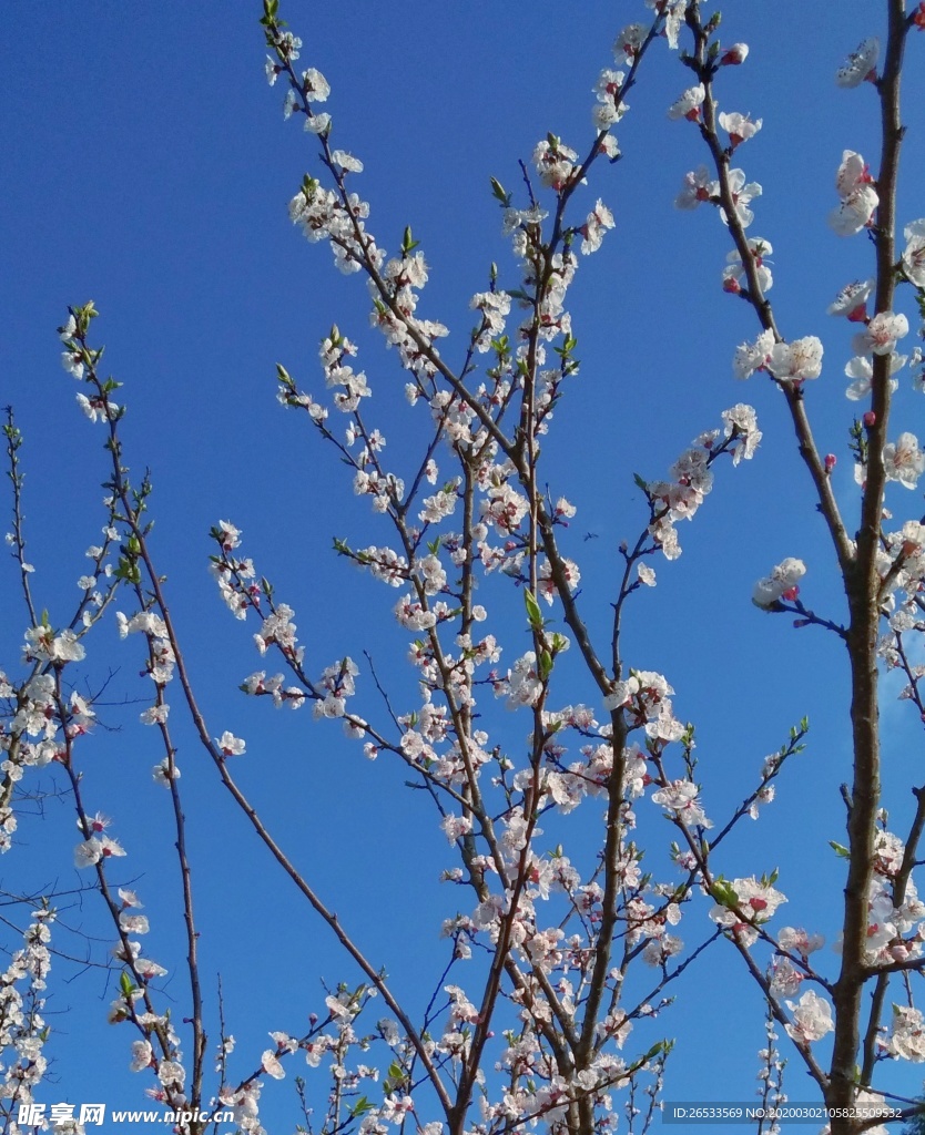 山桃花 桃花 春天 花卉 春暖
