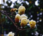 玉兰花