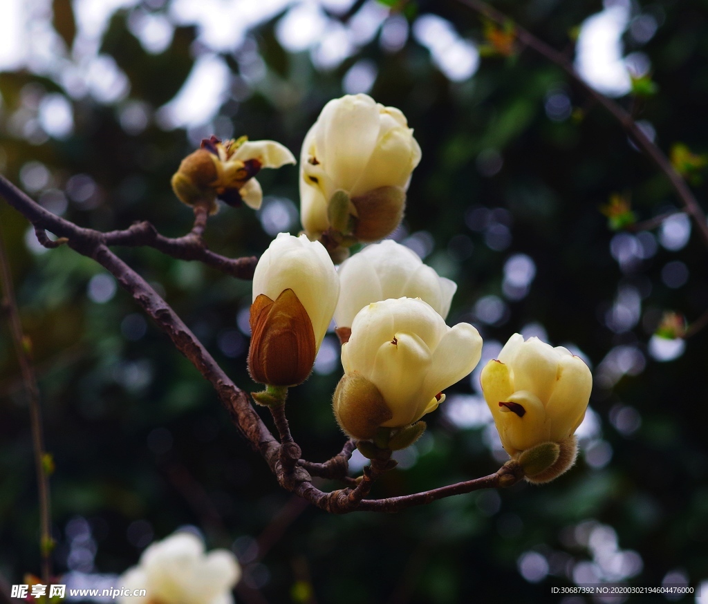 玉兰花