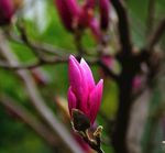 云兰花（红色）