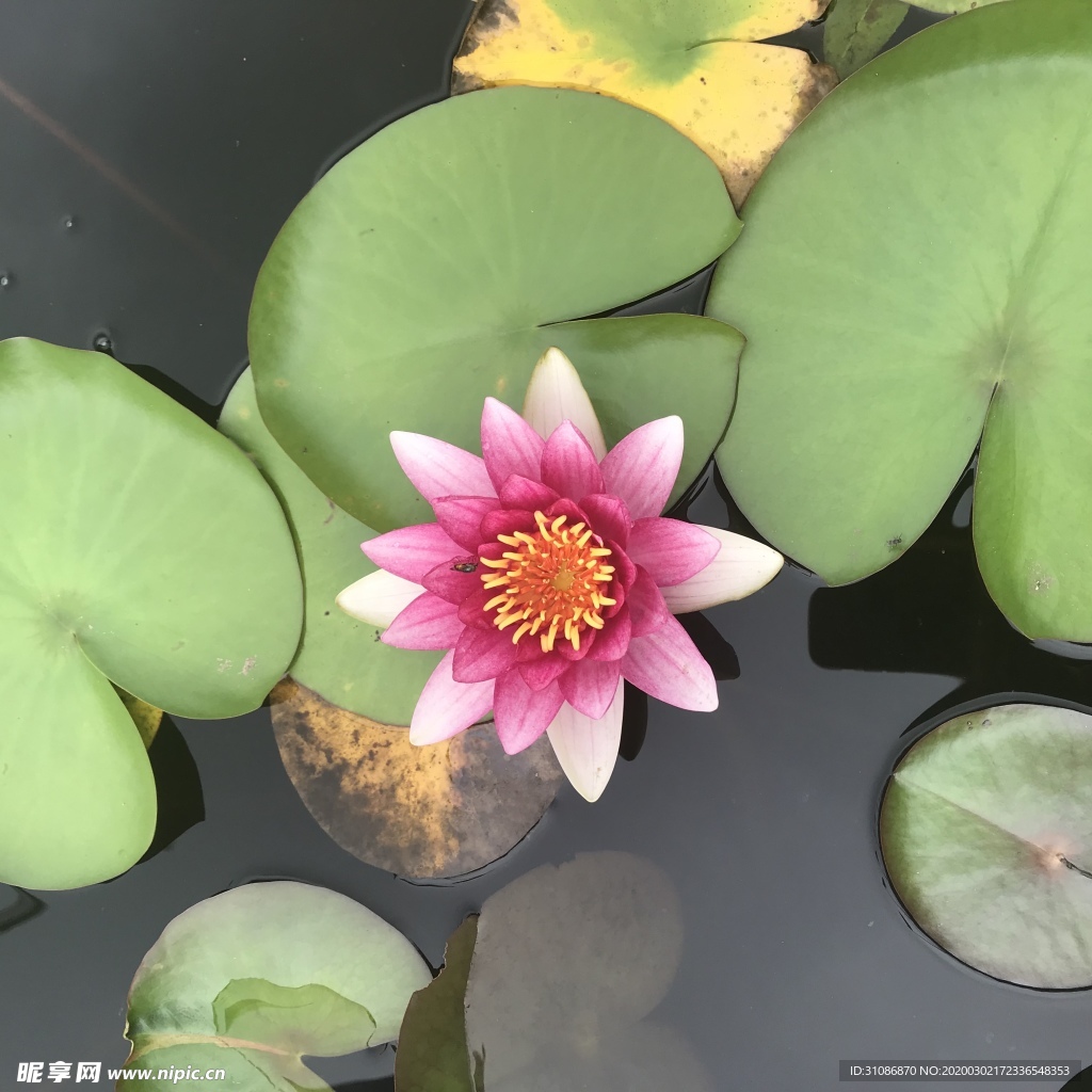 池塘莲花粉红色荷叶