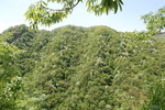 青山