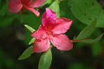 杜鹃花