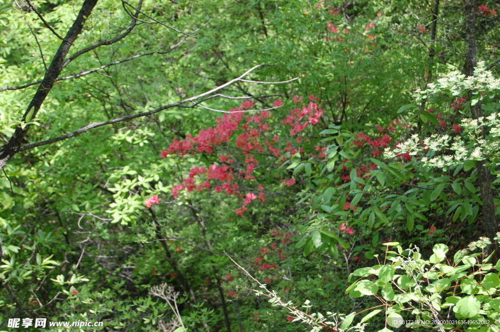 一片杜鹃花