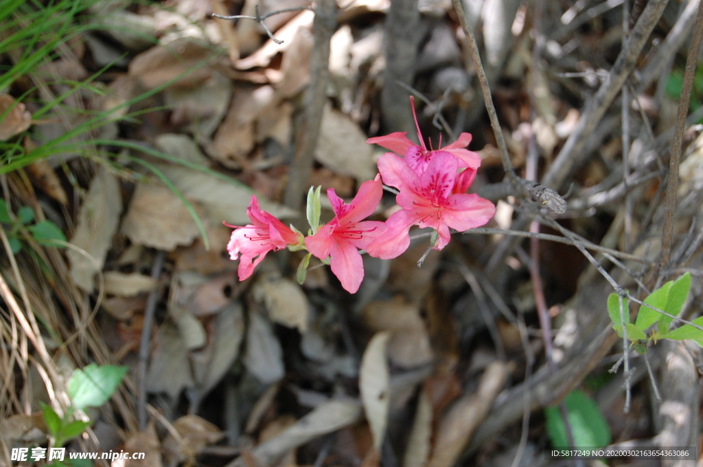 杜鹃花