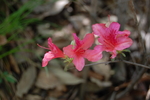 杜鹃花