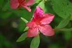 杜鹃花