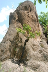 山石