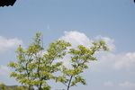 树枝