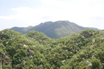 青山绿水