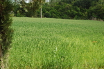 麦田