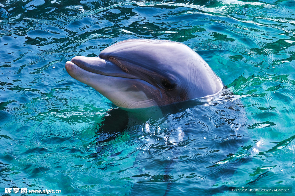 海豚