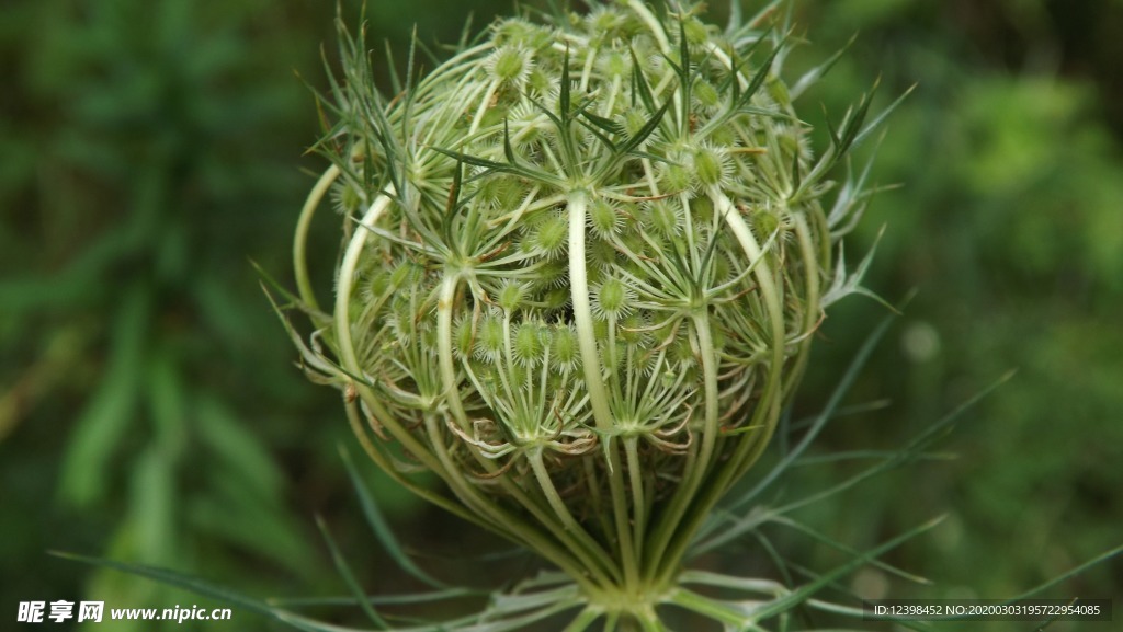 野胡萝卜花