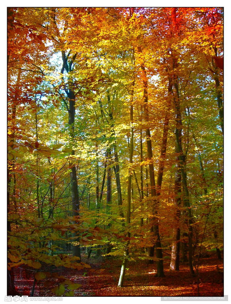 秋天金黄的树林