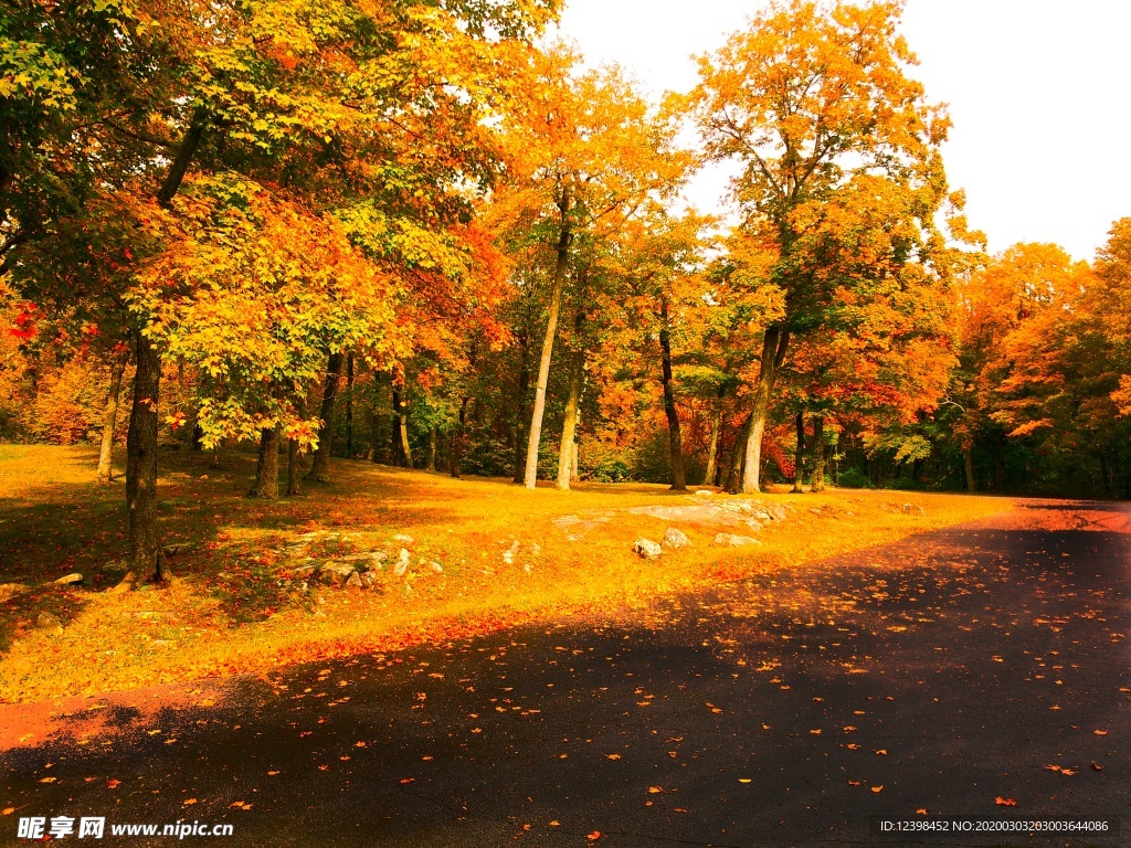 秋天金黄的树林