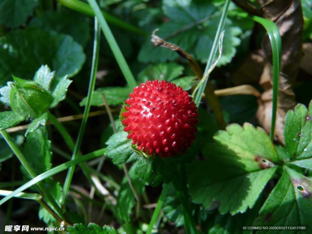 红色的蛇莓小浆果