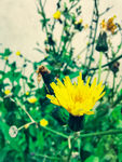 小黄花