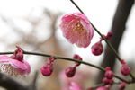 梅花