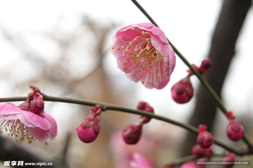 梅花