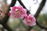 梅花