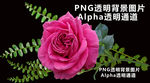 玫瑰花