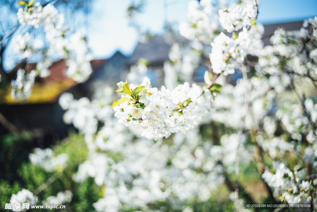 樱花 梨花 春天 立春 春分