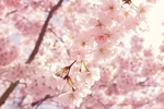 樱花 春天 桃花 摄影 自然景