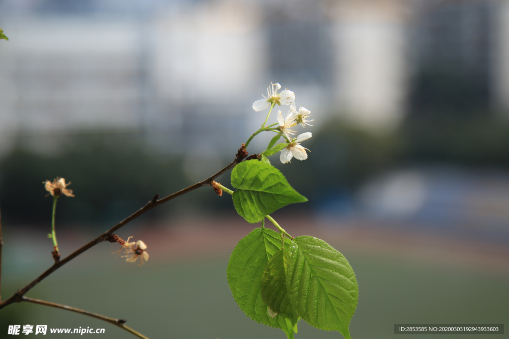 樱桃花开