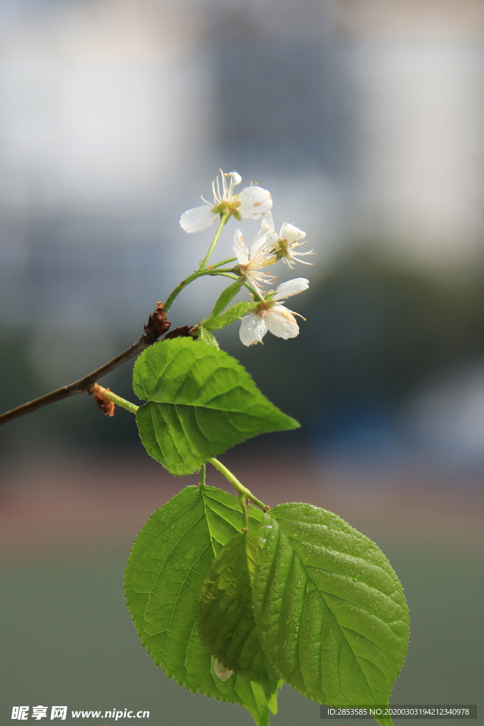 樱桃花开